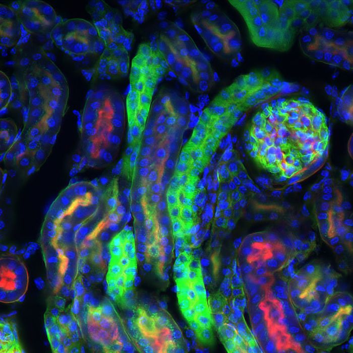 4’,6-Diamidino-2-phenylindole dihydrochloride