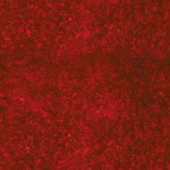 Cyanoditolyl Tetrazolium Chloride (CTC) (19292)