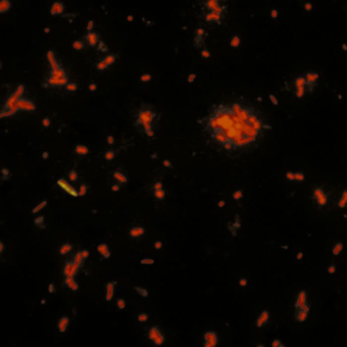 Acridine orange, C.I. 46005 (min. 95%) (04539)