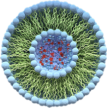 Cell with nucleus